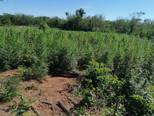 San Pedro: Eliminan 4 hectáreas de marihuana pero sin detención alguna